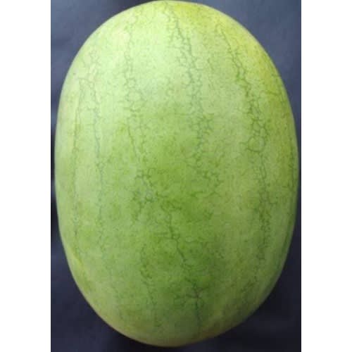 Kaolack Watermelon Seeds - 500 Grams