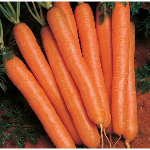 Nantes Carrot Seeds - 100 Grams - 2 Tins