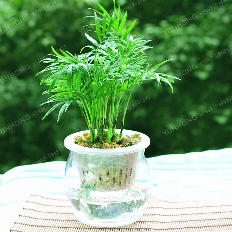 Lucky Bamboo 30