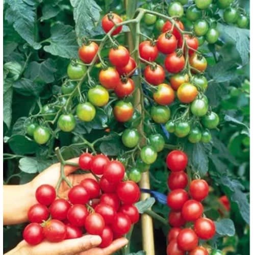 MayFord - Cherry Tomato Seed- Bite Size - 2g