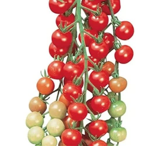MayFord - Cherry Tomato Seed- Bite Size - 2g