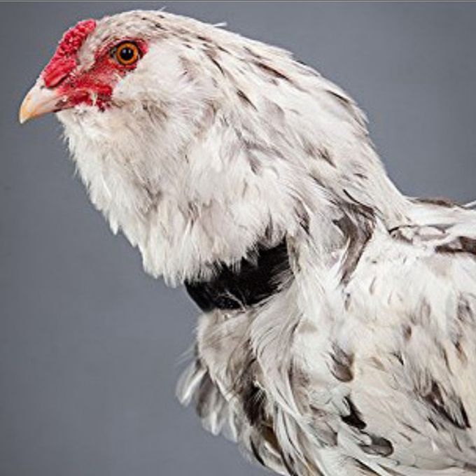 No-Crow Rooster Collar No Crow Noise Neck Belt For Chicken Duck 20