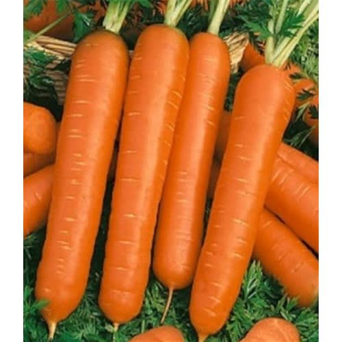 Premier Carrot Touchon -20g  X2 Pieces
