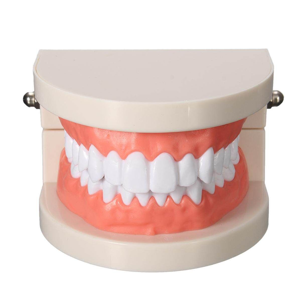 Richard On Dental Teeth Model Teaching Model Denture Model Oral Dental Consumables Small Dental Materials