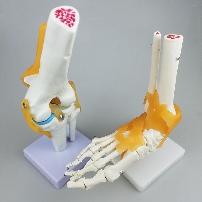 Human Anatomy Shoulder Joint Model With Ligaments For Them