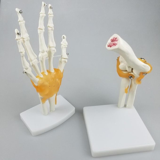 Human Anatomy Shoulder Joint Model With Ligaments For Them