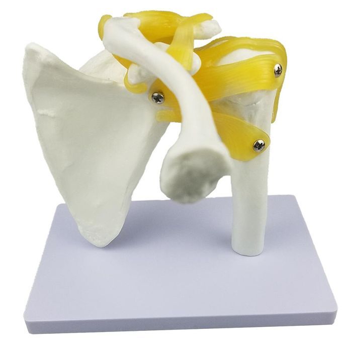Human Anatomy Shoulder Joint Model With Ligaments For Them