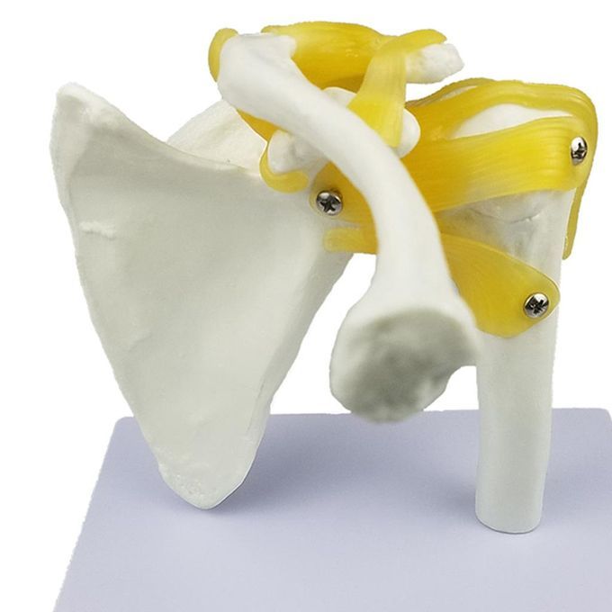Human Anatomy Shoulder Joint Model With Ligaments For Them