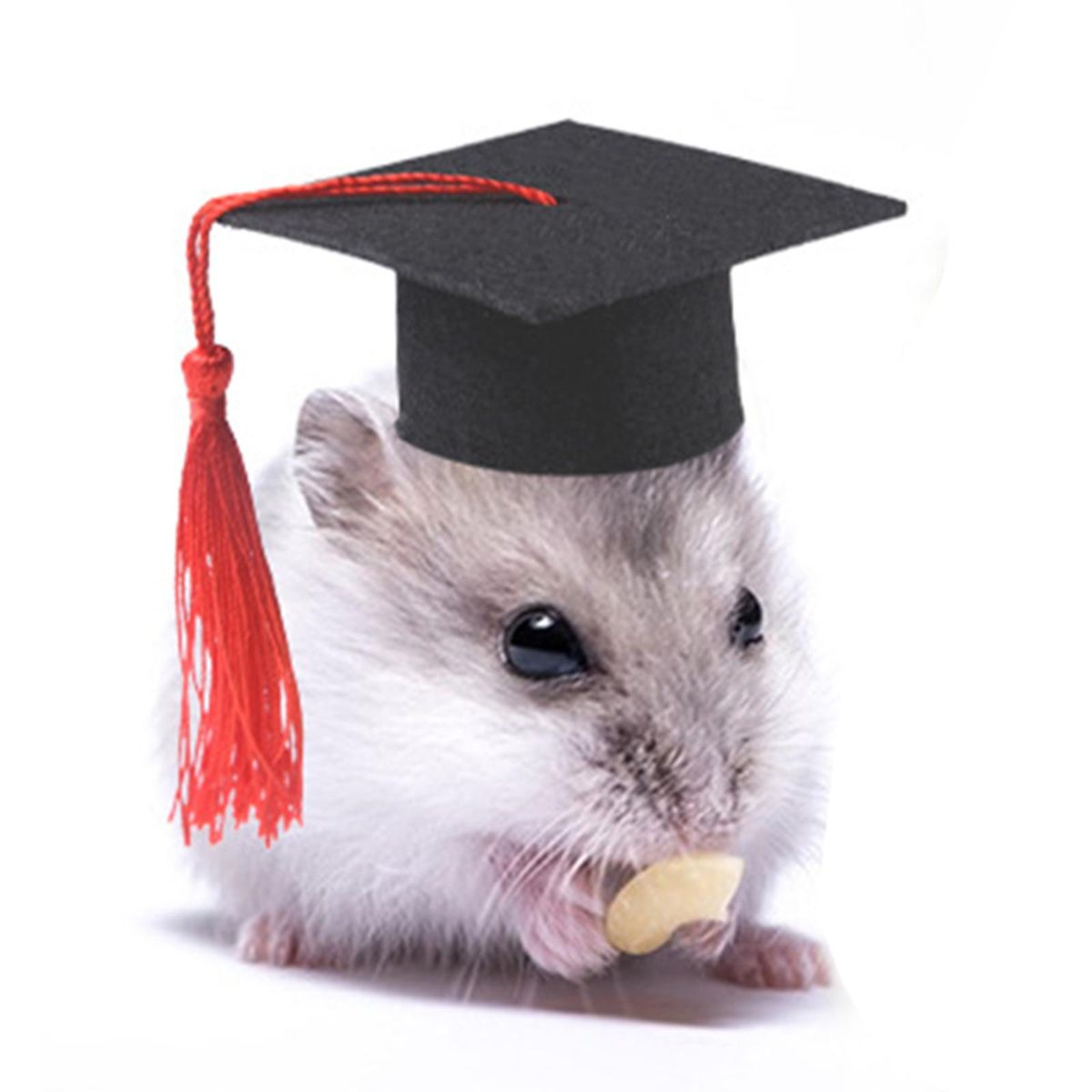 Tiny Graduation Hat Apparel Halloween Clothes