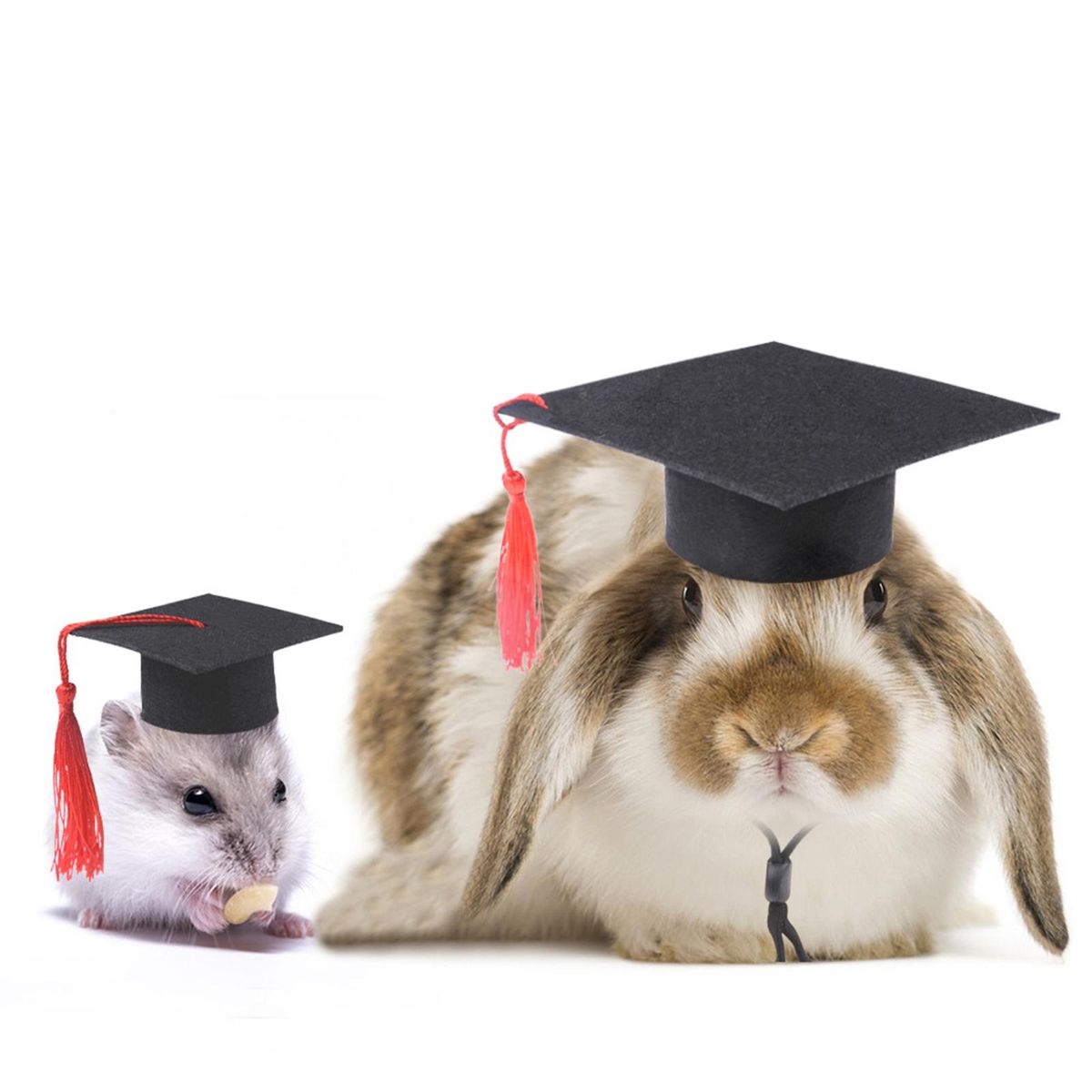 Tiny Graduation Hat Apparel Halloween Clothes