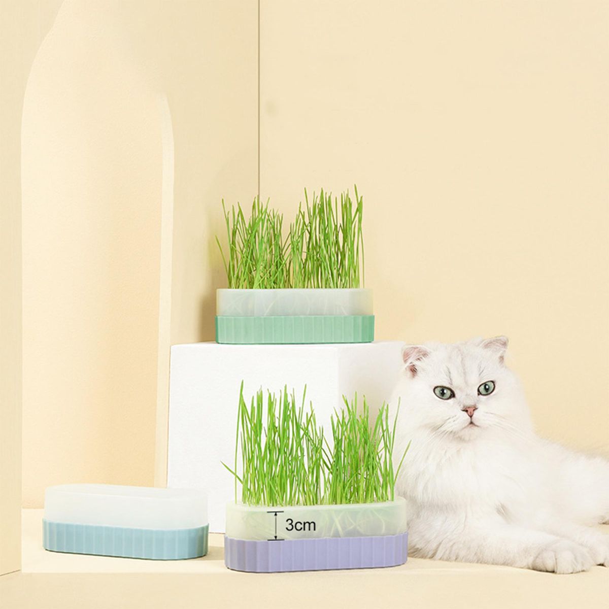 Seed  Trays Seed   Cats Green