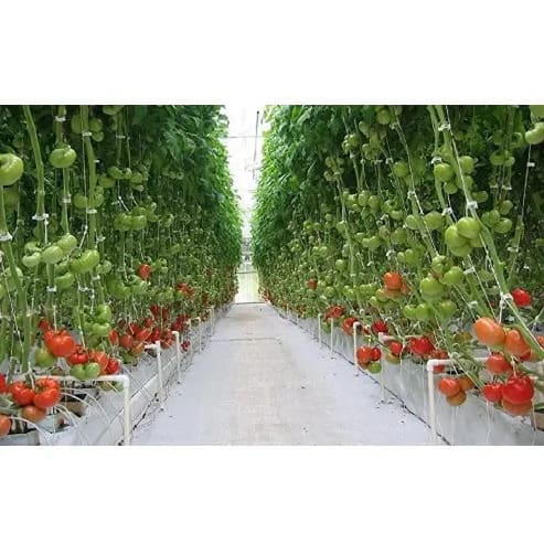 Trellis Clips For Your Tomatoes - 100 Pcs