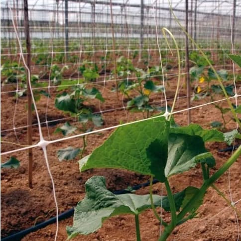 Staking Net For Cucumber Plants - 100m