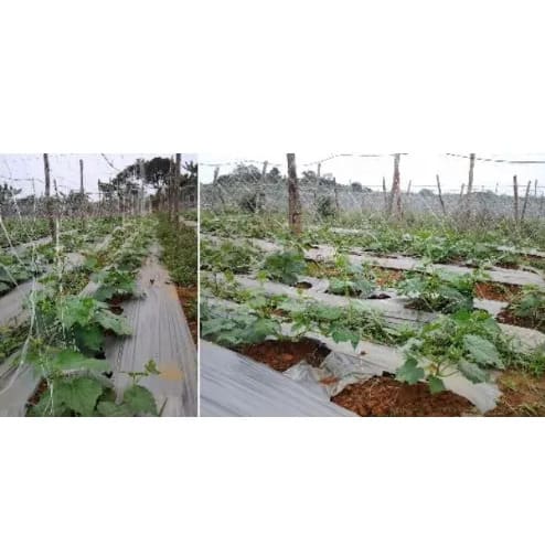 Staking Net For Cucumber Plants - 100m