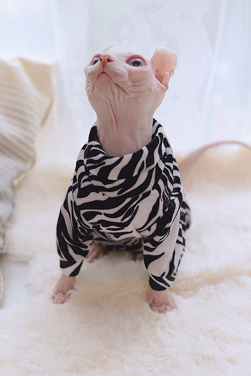 Sphynx Cat Clothes Self-heating Warm Thermal Underwear Hairless Cat-Zebra