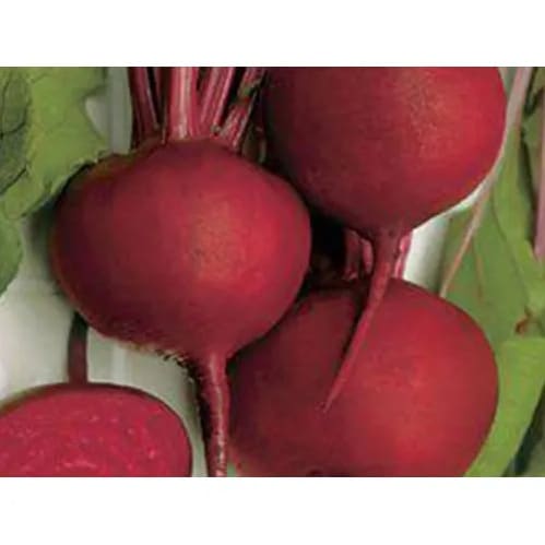 Beetroot Seeds - Detroit Dark Red - 10 Grams