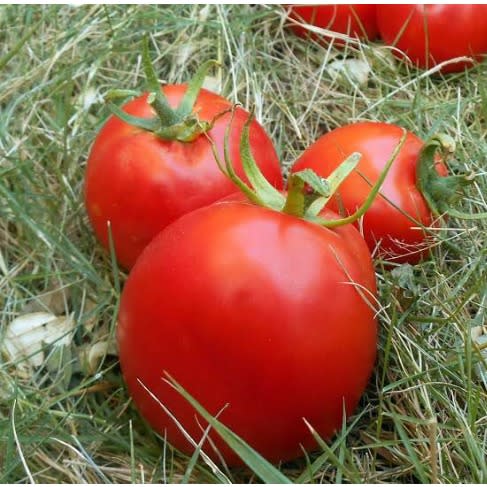 Hybrid Tomato Seed ( Mona F1 ) - 5 Grams
