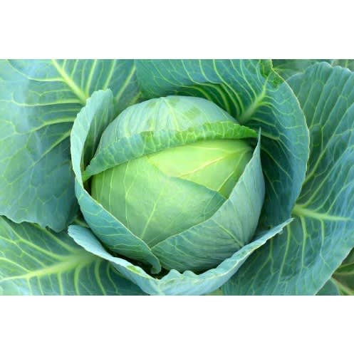 Technisem Hybrid Cabbage Seed (attila F1 ) -10g - 2 Packs