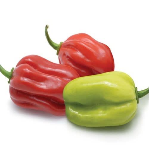 Hybrid Habanero Hot Pepper Seeds  - piquante Red F1 - 500 Seeds