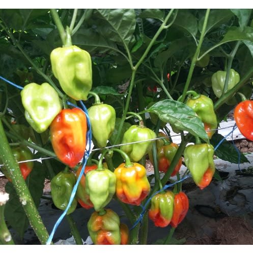 Hybrid Habanero Hot Pepper Seeds  - piquante Red F1 - 500 Seeds