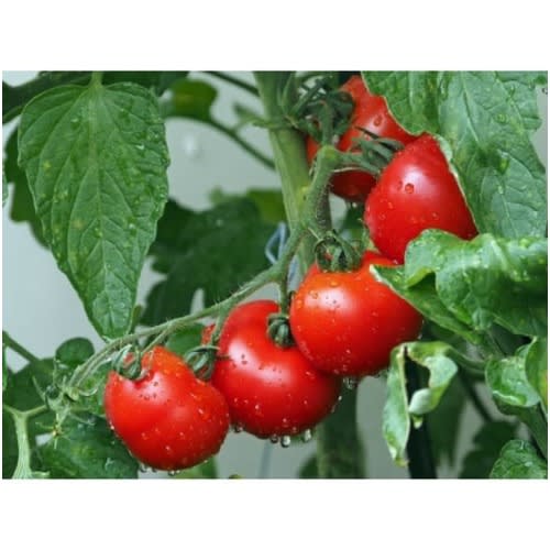 Hybrid Tomato Seed - Platinum 701 F1 - 10 Grams