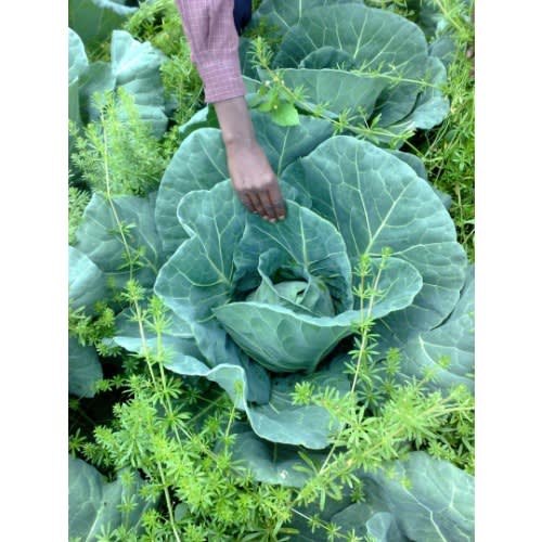 Hybrid Cabbage Seed (attila F1 ) -10g