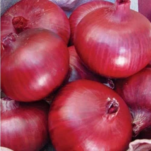 Pop Vriend - Red Creole Onion Seeds - 100 Grams