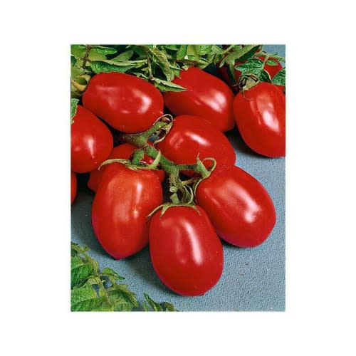 Uc82b Tomato Seeds - 100 Grams