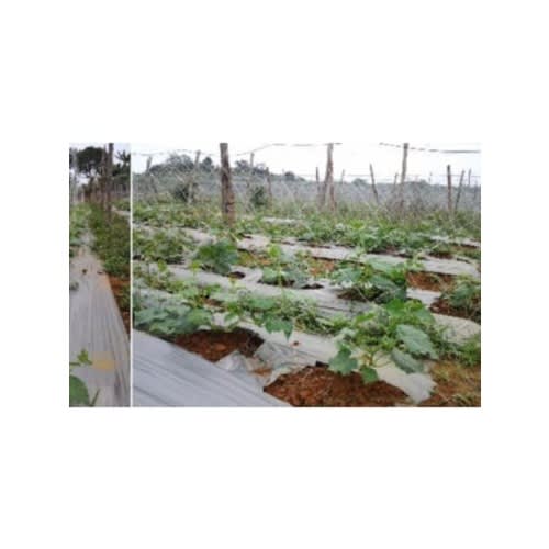 Staking Net For Cucumber Plants - 100m