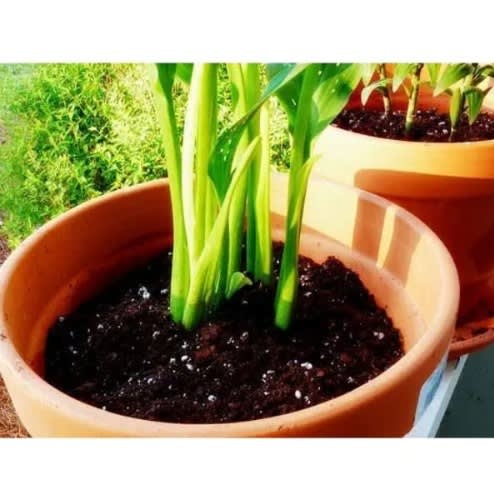 Sphagnum Peat Moss For Gardening And Potting Mix - 10kg