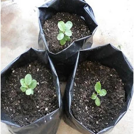 Grow Plant Nursery Bags - 10x12 Inches - 100 Pieces