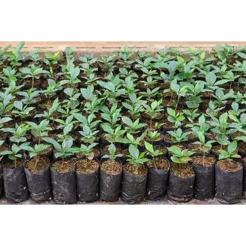 Grow Plant Nursery Bags - 6X8" - 100 Pieces