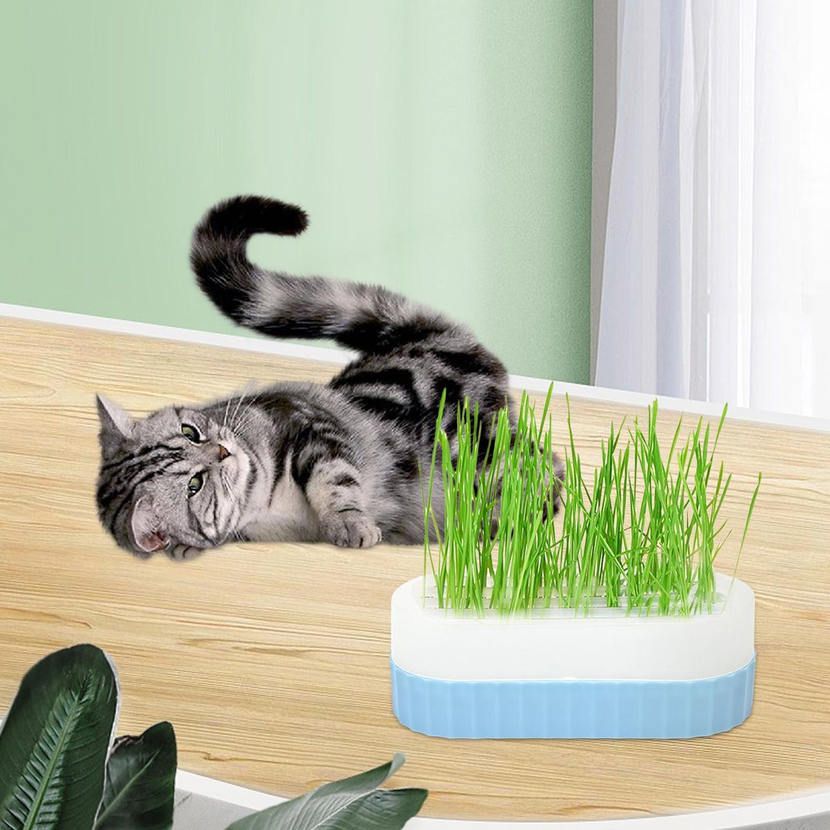 Seed  Trays Sprouting Container  Cats  Blue