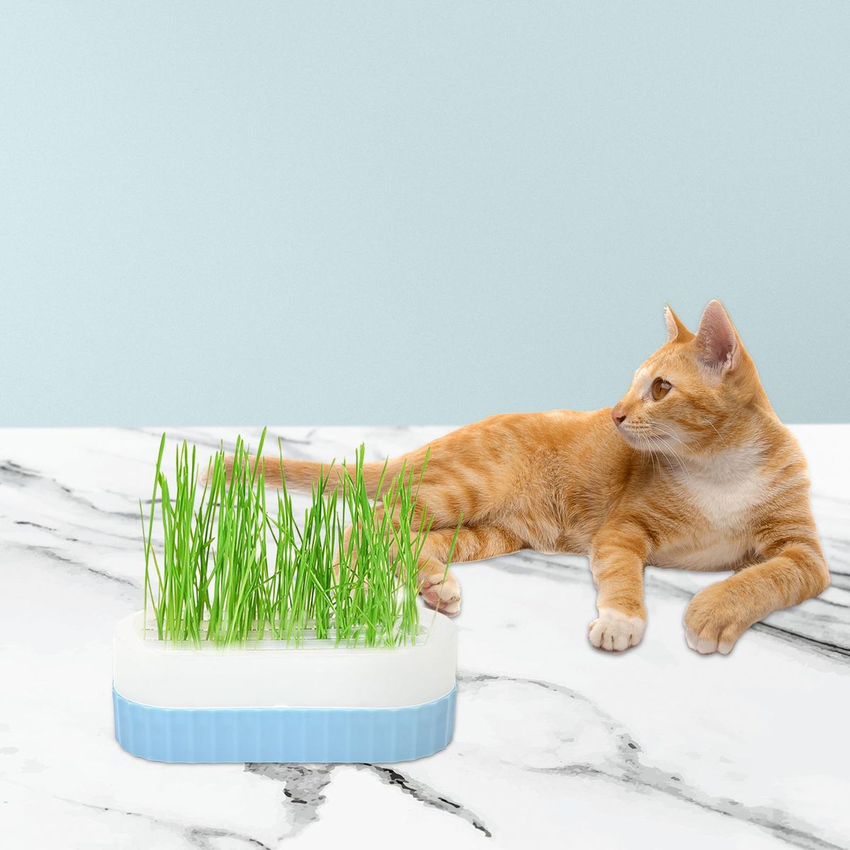 Seed  Trays Sprouting Container  Cats  Blue