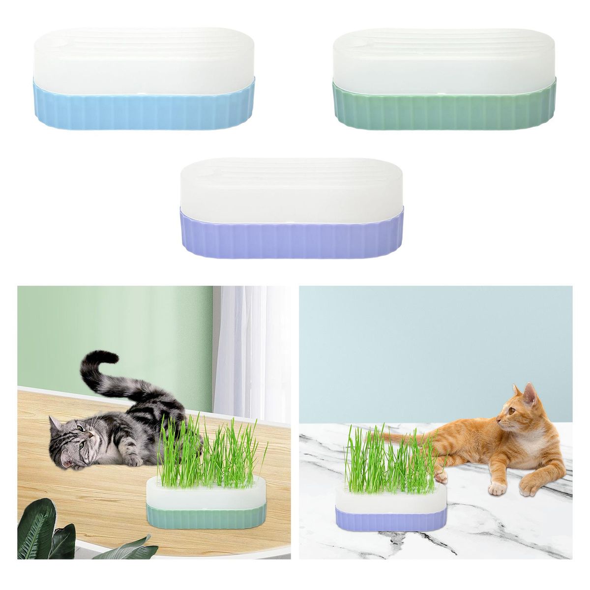 Seed  Trays Sprouting Container  Cats  Blue