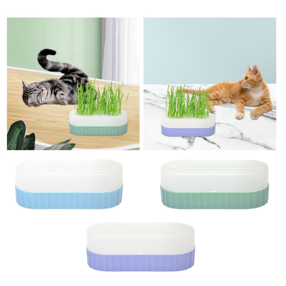 Seed  Trays Sprouting Container  Cats  Blue