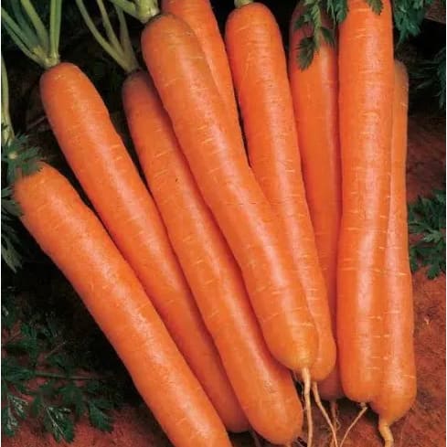 Nantes Carrot Seeds - 100 Grams
