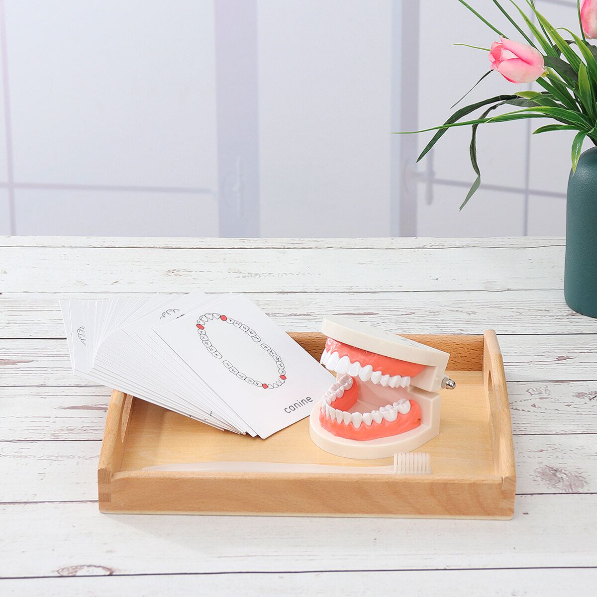 Teeth Model Dental Typodont Teach Study Brushing Flossing Practice Disease Tool Tray + Teeth + Toothbrush + Card