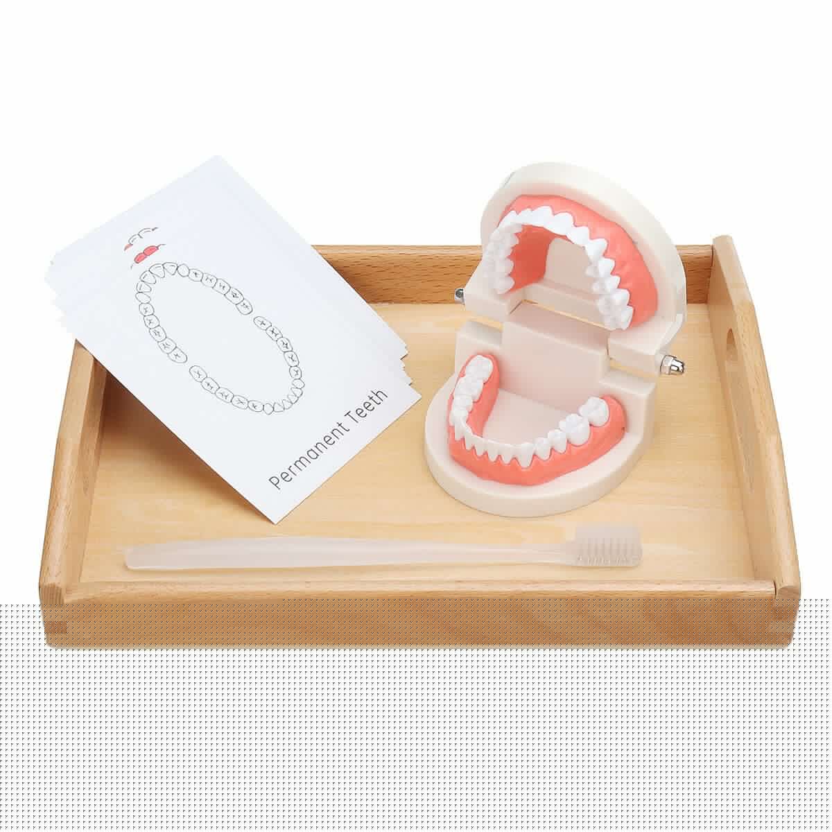 Teeth Model Dental Typodont Teach Study Brushing Flossing Practice Disease Tool Tray + Teeth + Toothbrush + Card
