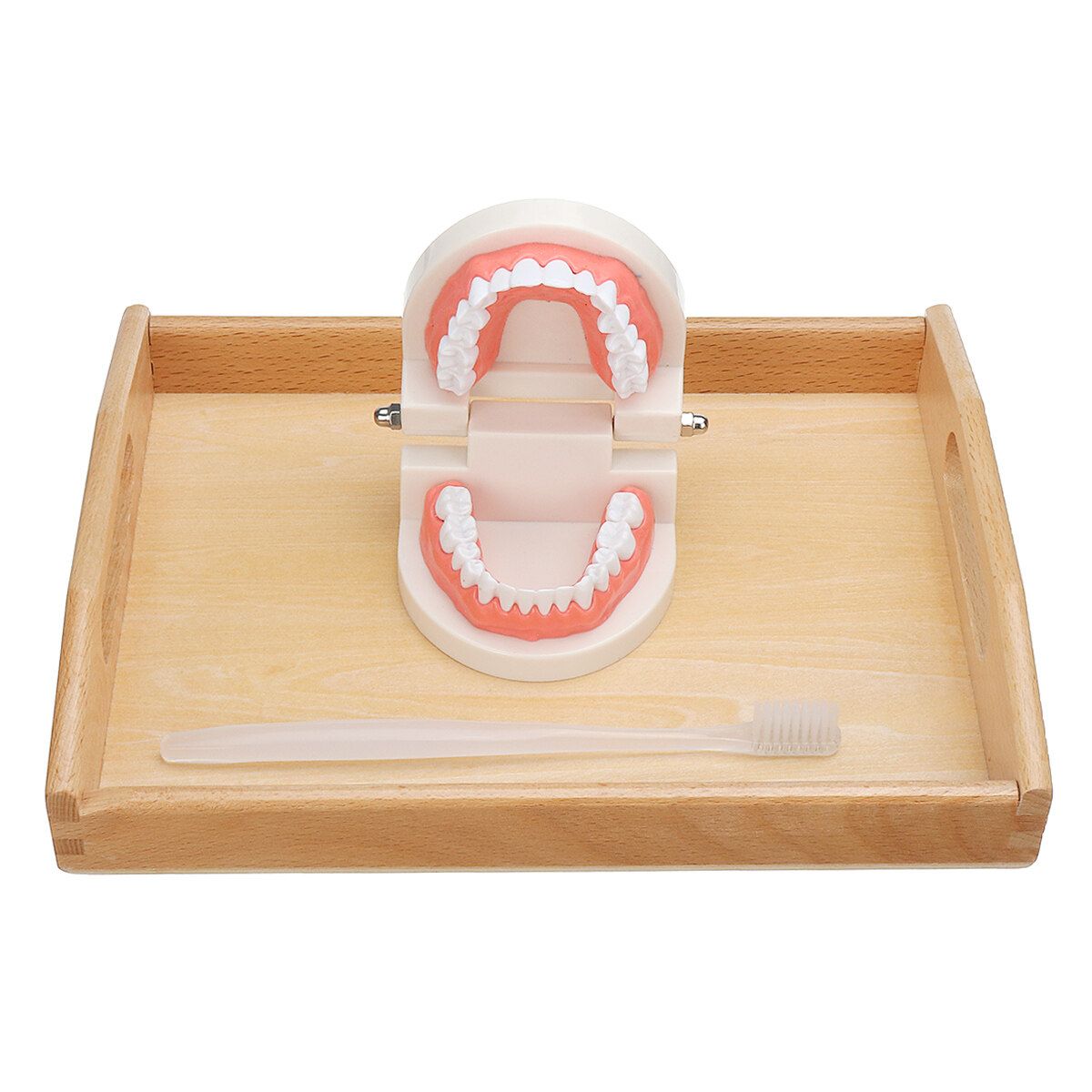 Teeth Model Dental Typodont Teach Study Brushing Flossing Practice Disease Tool Tray + Teeth + Toothbrush + Card