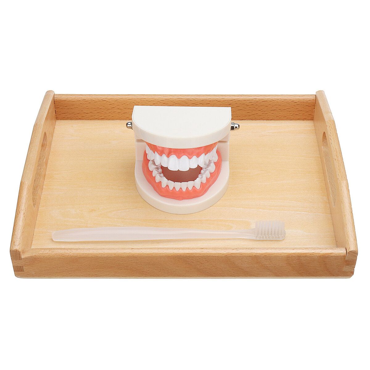 Teeth Model Dental Typodont Teach Study Brushing Flossing Practice Disease Tool Tray + Teeth + Toothbrush + Card