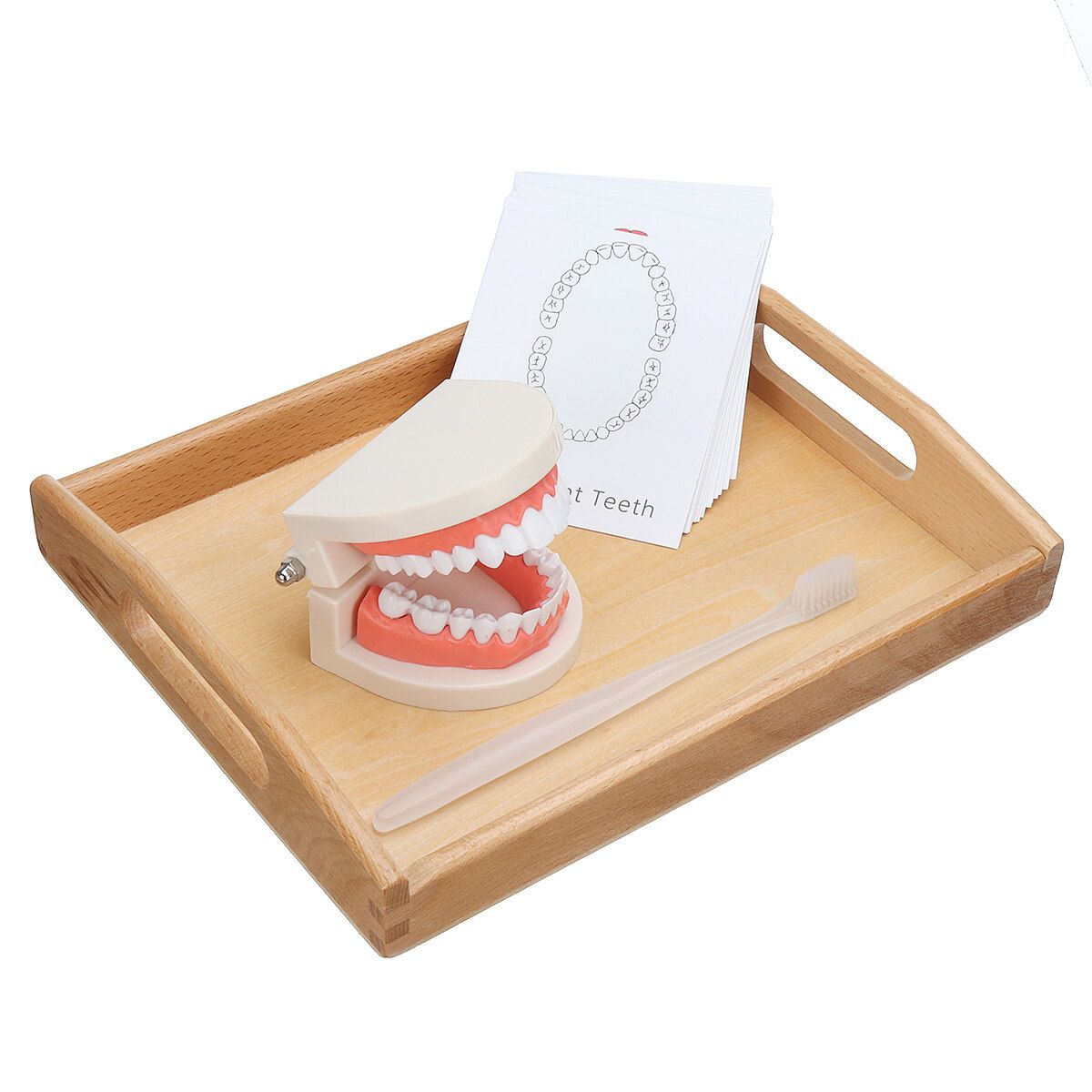 Teeth Model Dental Typodont Teach Study Brushing Flossing Practice Disease Tool Tray + Teeth + Toothbrush + Card