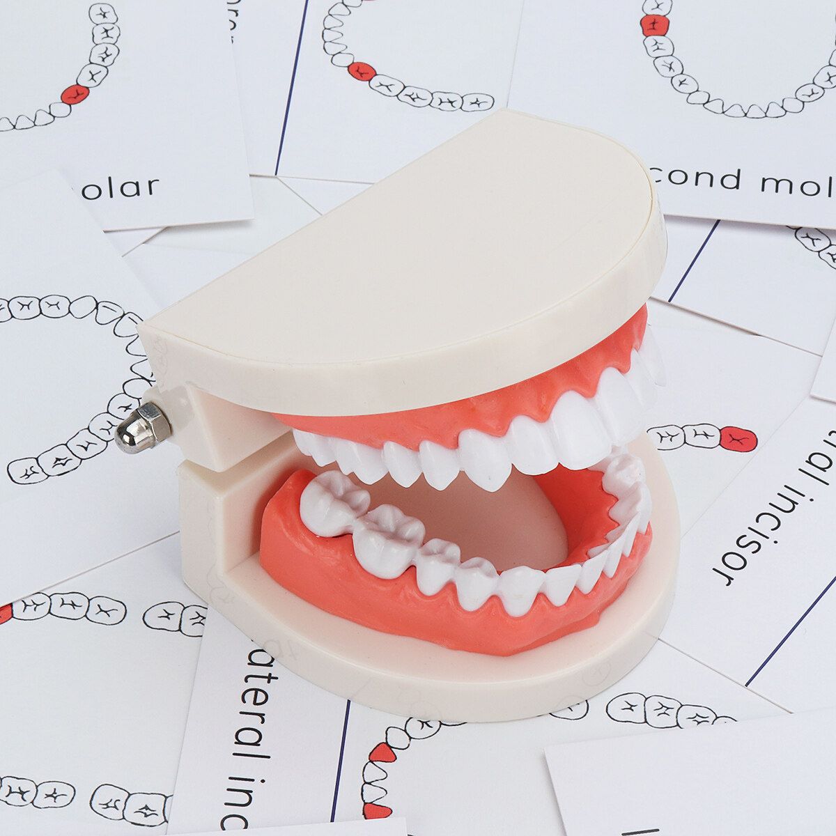 Teeth Model Dental Typodont Teach Study Brushing Flossing Practice Disease Tool Tray + Teeth + Toothbrush + Card