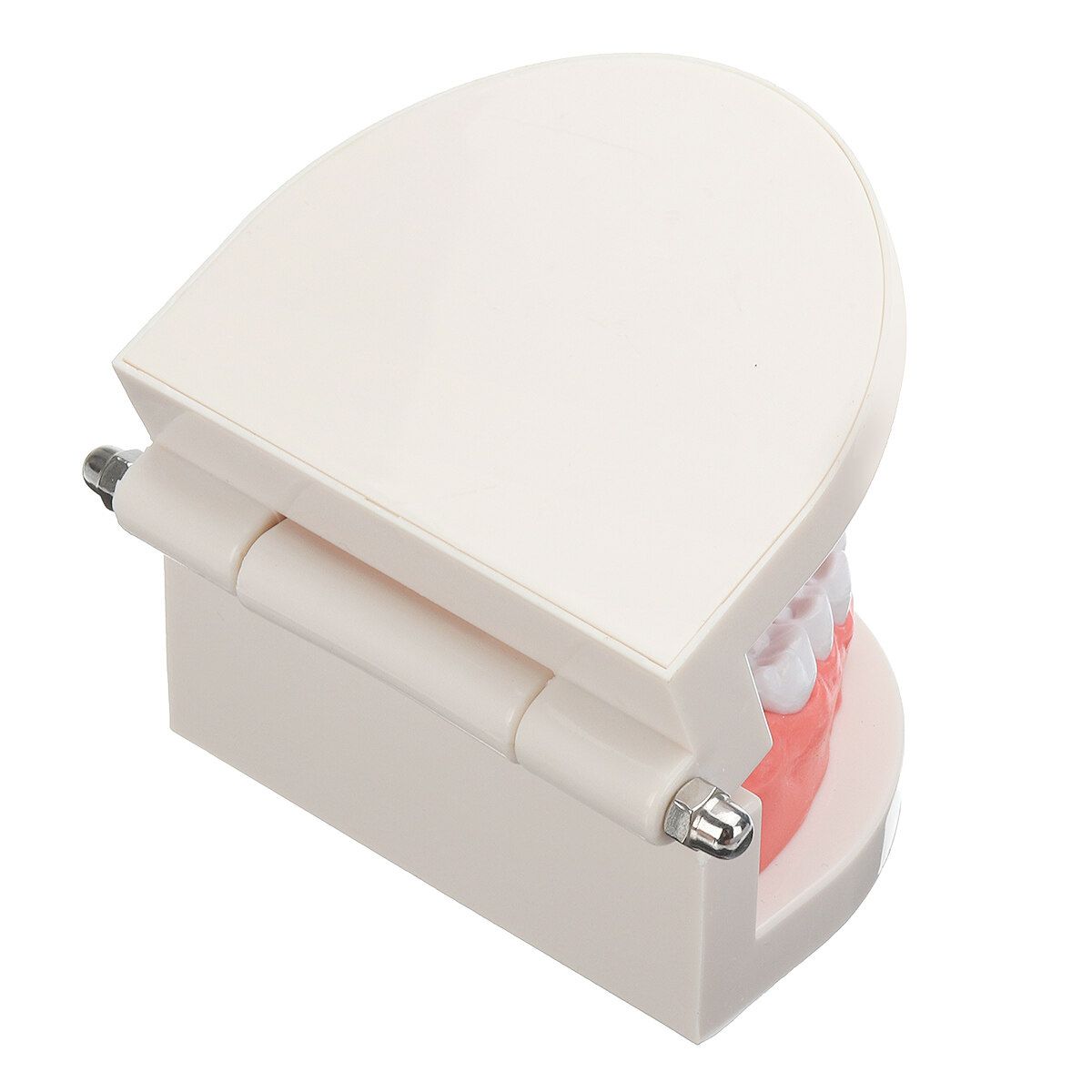 Teeth Model Dental Typodont Teach Study Brushing Flossing Practice Disease Tool Tray + Teeth + Toothbrush + Card