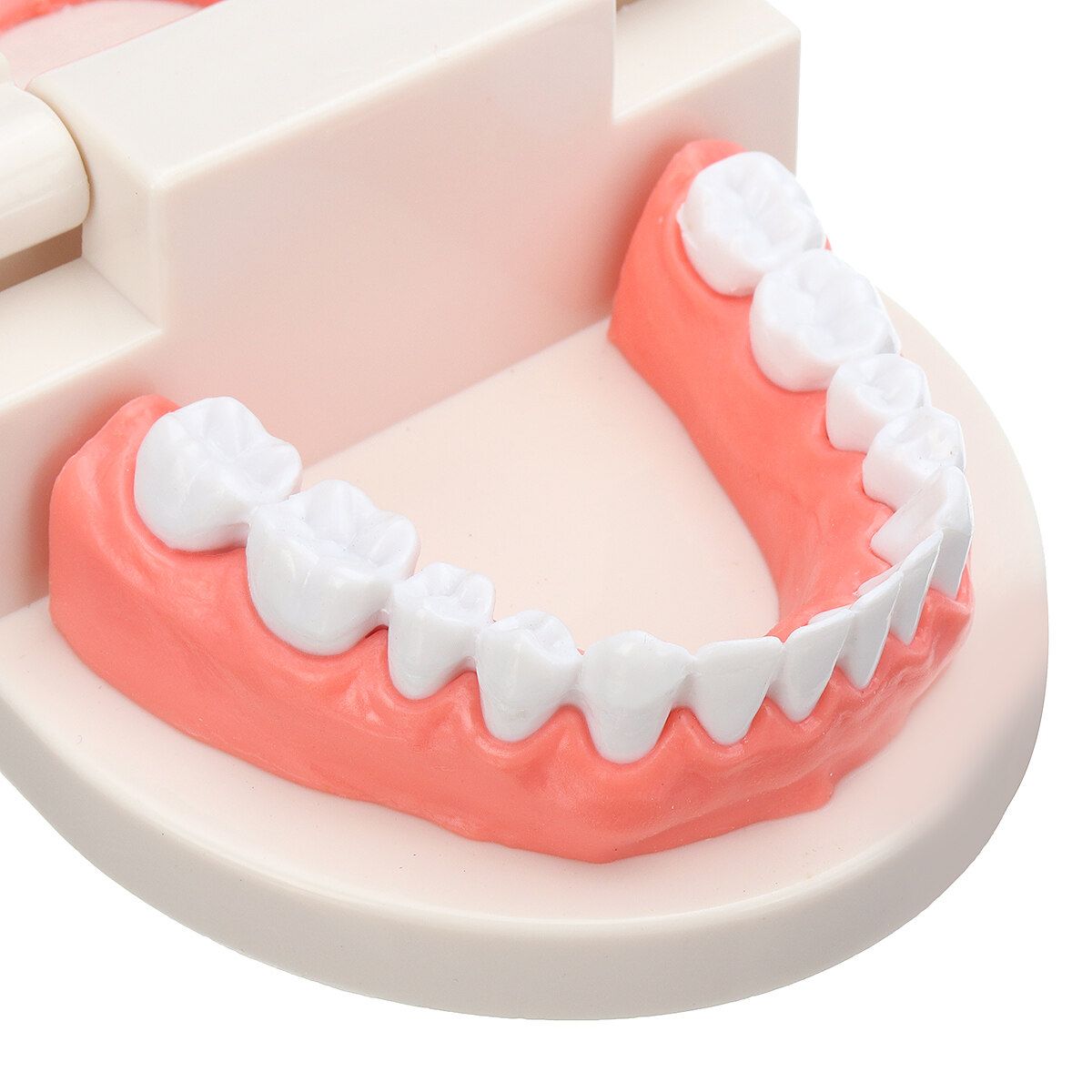 Teeth Model Dental Typodont Teach Study Brushing Flossing Practice Disease Tool Tray + Teeth + Toothbrush + Card