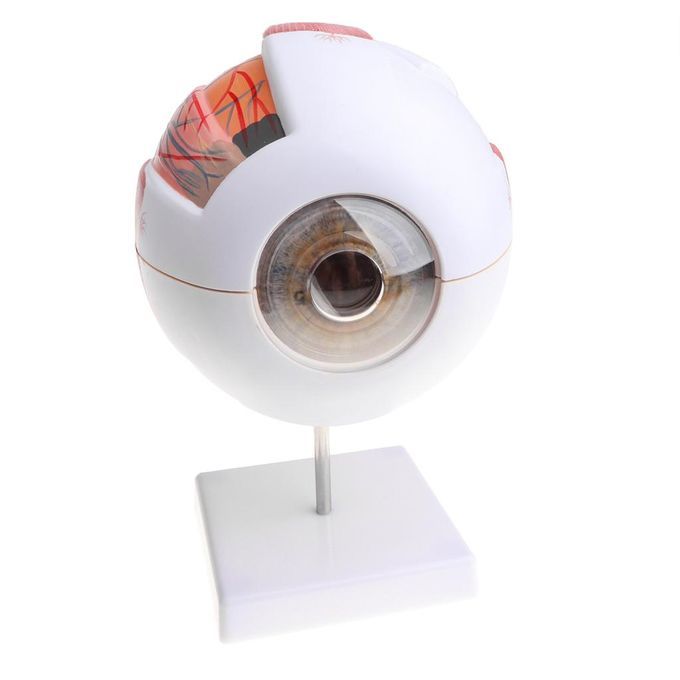 New Large Size Human Eye Eyeball Model Anatomy Study Display