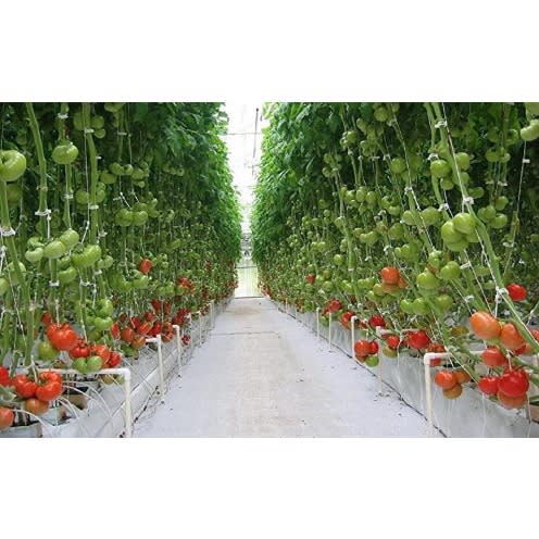 Trellis Clips For Your Tomatoes - 100 Pcs