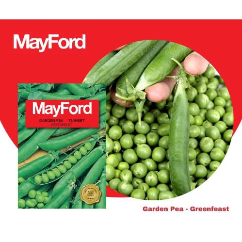 MayFord Seed - Garden Pea - Greenfeast -20g