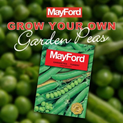 MayFord Seed - Garden Pea - Greenfeast -20g