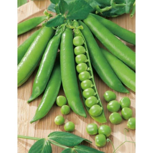 MayFord Seed - Garden Pea - Greenfeast -20g